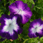 Petunia Crazytunia Purple Storm